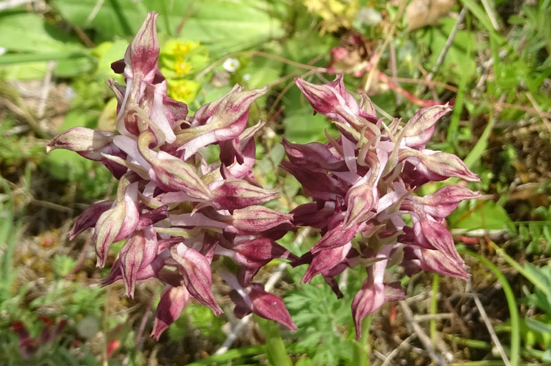 Anacamptis coriophora subsp. fragans..........Gargano